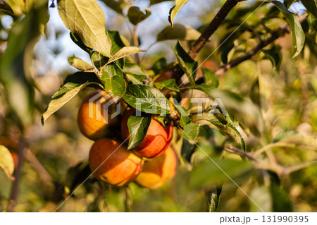 Several ripe apples cling to a tree branch in an orchard under clear blue skies. The sunlight filters through the leaves, highlighting the fruit's vibrant colors Several ripe apples cling to a tree branch in an orchard under clear blue skies. The sunlight filters through the leaves, highlighting the fruit's vibrant colors 131990395