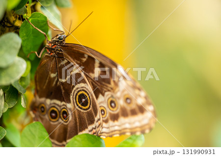 Close-up macro photograph of a Blue Morpho butterfly Morpho peleides resting on a green leaf. The Close-up macro photograph of a Blue Morpho butterfly Morpho peleides resting on a green leaf. The 131990931