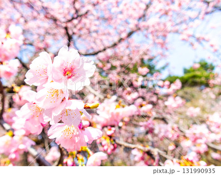 春の訪れを告げる満開の華やかな河津桜 131990935
