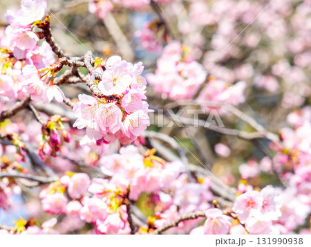 春の訪れを告げる満開の華やかな河津桜 131990938