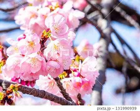 春の訪れを告げる満開の華やかな河津桜 131990939
