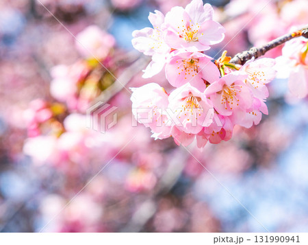 春の訪れを告げる満開の華やかな河津桜 131990941