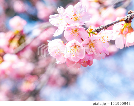 春の訪れを告げる満開の華やかな河津桜 春の訪れを告げる満開の華やかな河津桜 131990942