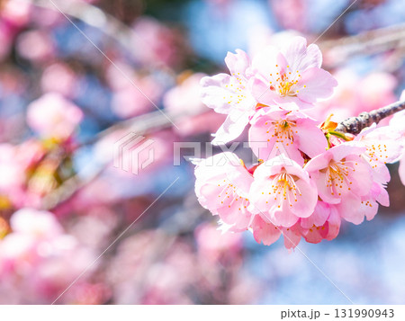 春の訪れを告げる満開の華やかな河津桜 131990943