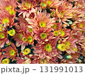 黄色い中心が鮮やかなオレンジ色の菊の花。秋を感じさせる暖かな色合い 131991013