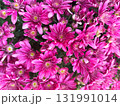 鮮やかなピンク色の菊の花が咲き誇るクローズアップ 131991014