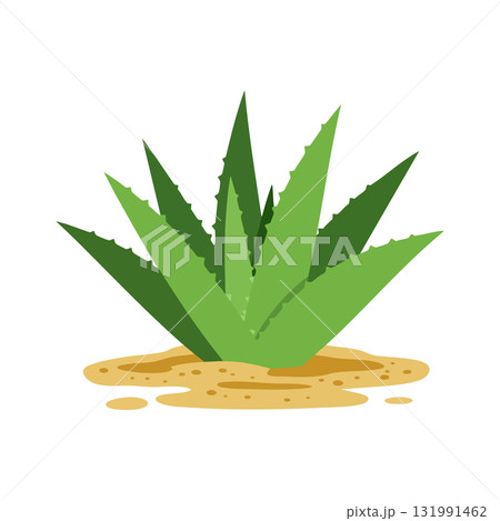 Green agave plant with spiky leaves growing in sandy soil vector illustration 131991462