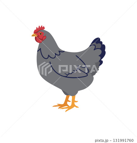 Grey Hen Chicken Illustration with Red Comb and Orange Legs Vector Design 131991760