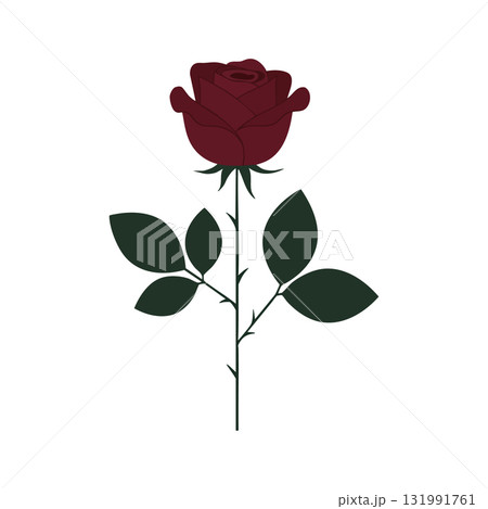 Rose flower with dark red petals and green leaves vector illustration natural beauty Rose flower with dark red petals and green leaves vector illustration natural beauty 131991761