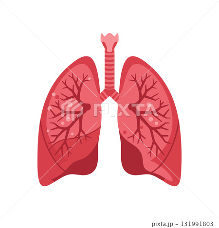 Human lungs anatomy vector illustration showing respiratory system organs in red shades 131991803