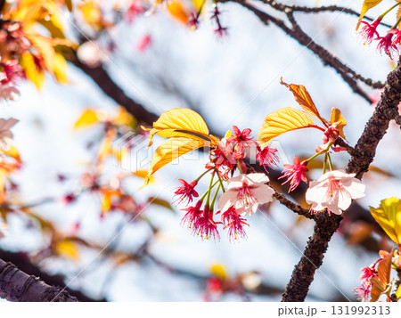 葉桜となったサクラ 131992313