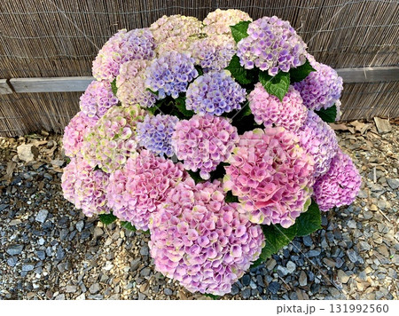 色鮮やかな満開の紫陽花(日本のあじさい展)〈形原温泉あじさいの里/愛知県蒲郡市〉 色鮮やかな満開の紫陽花(日本のあじさい展)〈形原温泉あじさいの里/愛知県蒲郡市〉 131992560