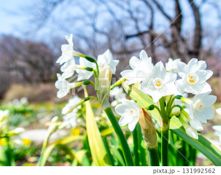 春の公園に咲く美しいスイセン 131992562