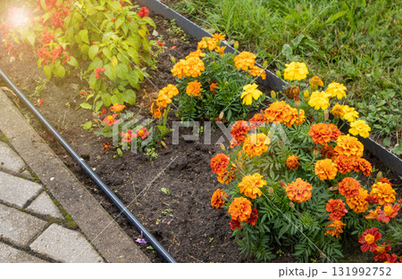 Marigolds in orange and yellow shades in a border flowerbed with sun flare Marigolds in orange and yellow shades in a border flowerbed with sun flare 131992752