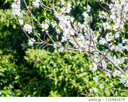 春の日差しに映える満開のカンザキオオシマ桜 131992879