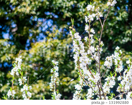 春の日差しに映える満開のカンザキオオシマ桜 131992880