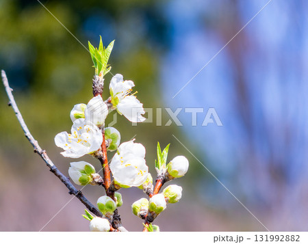 春の日差しに映える満開のカンザキオオシマ桜 131992882