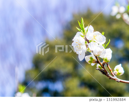 春の日差しに映える満開のカンザキオオシマ桜 131992884