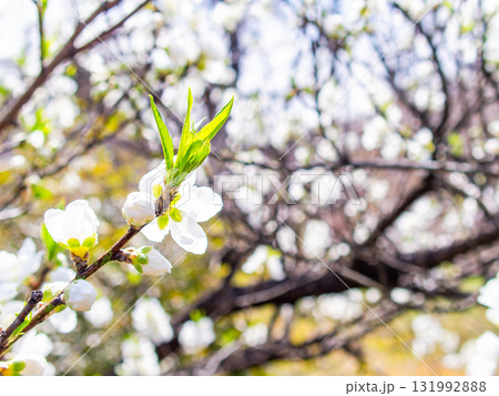 春の日差しに映える満開のカンザキオオシマ桜 131992888