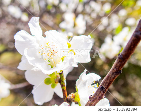春の日差しに映える満開のカンザキオオシマ桜 131992894