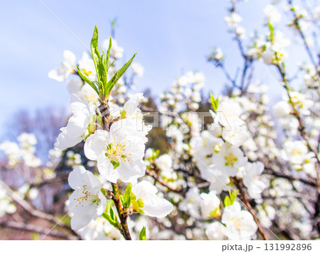 春の日差しに映える満開のカンザキオオシマ桜 春の日差しに映える満開のカンザキオオシマ桜 131992896