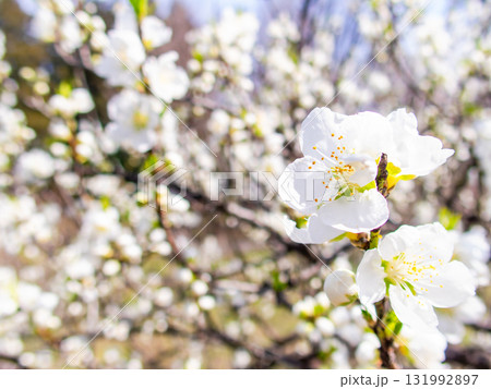 春の日差しに映える満開のカンザキオオシマ桜 131992897