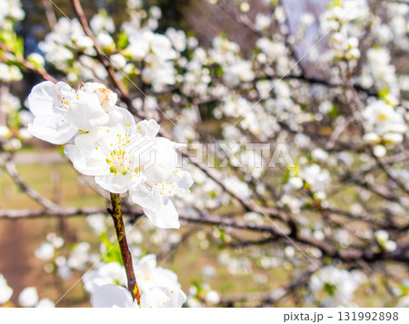 春の日差しに映える満開のカンザキオオシマ桜 131992898