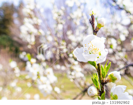 春の日差しに映える満開のカンザキオオシマ桜 春の日差しに映える満開のカンザキオオシマ桜 131992902