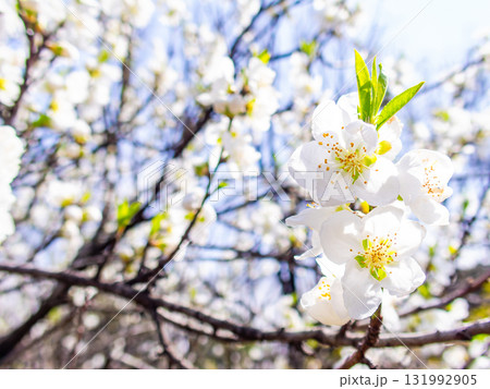 春の日差しに映える満開のカンザキオオシマ桜 春の日差しに映える満開のカンザキオオシマ桜 131992905