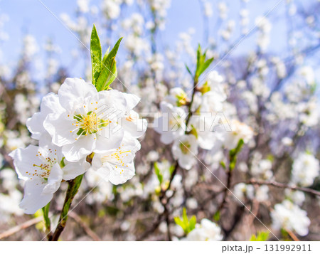 春の日差しに映える満開のカンザキオオシマ桜 131992911