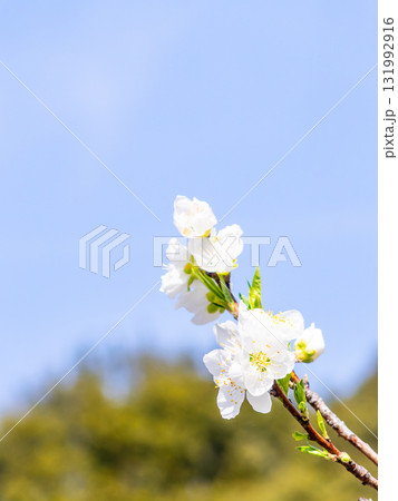 春の日差しに映える満開のカンザキオオシマ桜 131992916