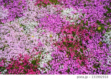 色とりどりに咲く芝桜 色とりどりに咲く芝桜 131992918