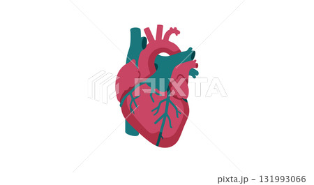 Human heart anatomy illustration with veins and arteries detailed vector image 131993066