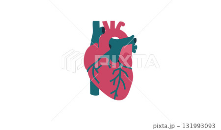 Human heart anatomy illustration showing vascular structure in red and blue vector image 131993093