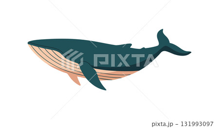 Blue whale marine animal swimming in ocean wildlife vector illustration 131993097