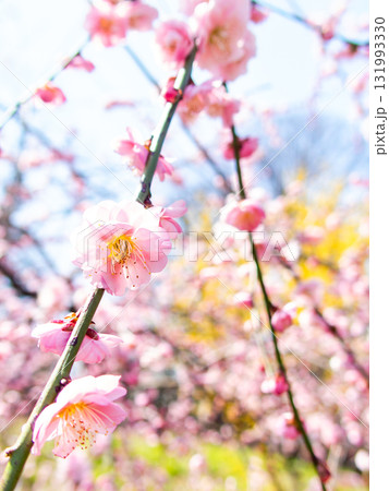 新春を告げる満開の清楚でかわいいほんのり淡いピンクの紅梅 131993330