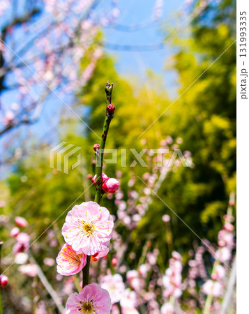 新春を告げる満開の清楚でかわいいほんのり淡いピンクの紅梅 131993335