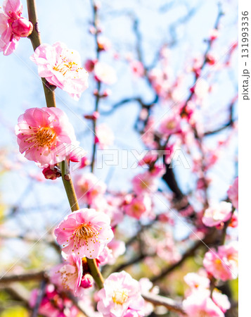 新春を告げる満開の清楚でかわいいほんのり淡いピンクの紅梅 131993336