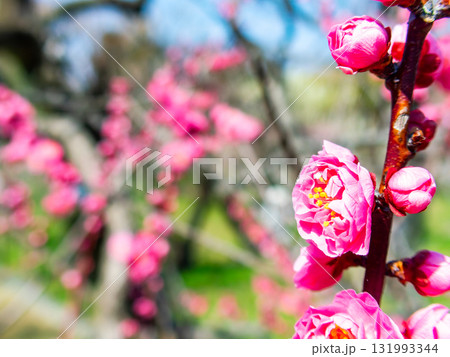 新春を告げる満開の清楚でかわいいほんのり淡いピンクの紅梅 131993344