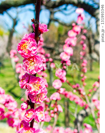 新春を告げる満開の清楚でかわいいほんのり淡いピンクの紅梅 新春を告げる満開の清楚でかわいいほんのり淡いピンクの紅梅 131993346