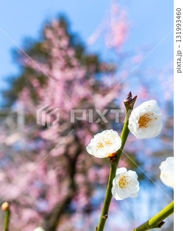 春の訪れを告げる満開の清楚な白梅 131993460