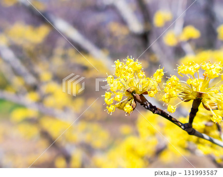 春を告げる満開のサンシュユのかわいい黄色い花 131993587