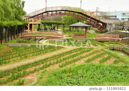 水郷茨城皇帝公園の潮来_17 131993822