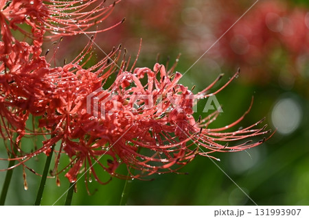 木陰で、赤い曼珠沙華を撮る 木陰で、赤い曼珠沙華を撮る 131993907