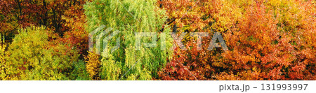 Autumn foliage of trees as a background 131993997