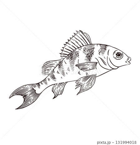 A bass fish with a fin and stripes on its back, hand-drawn in ink and converted to vector. Vector graphics for food products, fishing stores, books, and brochures. 131994018