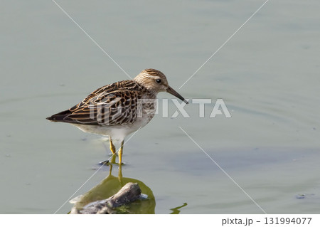 Pectoral Sandpiper, Calidris melanotos, wading in water 131994077