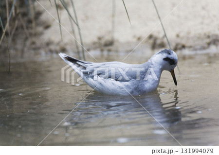 View of Red Phalarope, Phalaropus fulicarius, relaxed on water View of Red Phalarope, Phalaropus fulicarius, relaxed on water 131994079