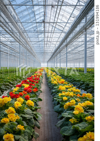 Bright and colorful flowers in a spacious greenhouse with natural light 131994186