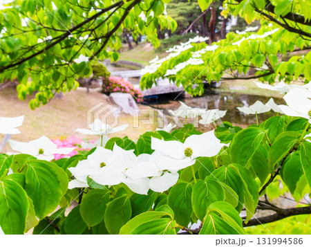 ヤマボウシの咲く麓山公園の夏景色 ヤマボウシの咲く麓山公園の夏景色 131994586